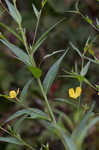 Carolina primrose willow